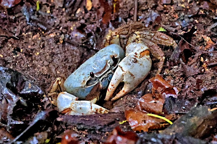 Christmas Island