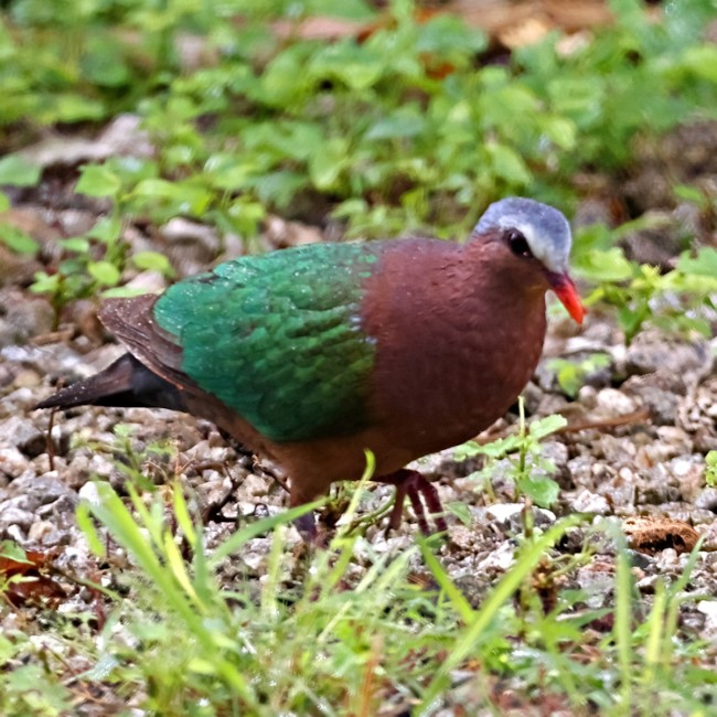 Christmas Island