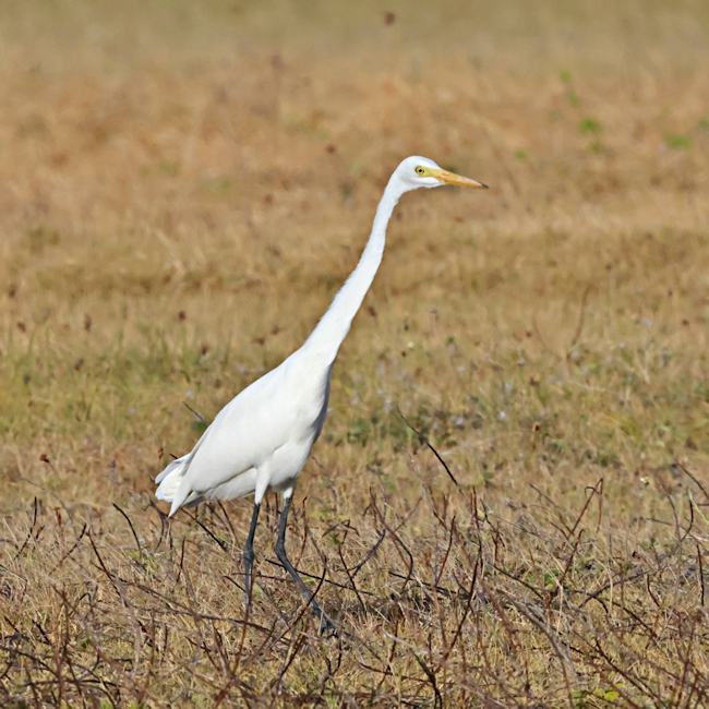 Cocos (Keeling) Islands