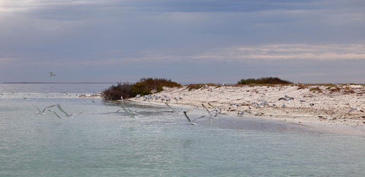 Little Sandy Island, Pelsaert Group, Houtman Abrolhos Islands, Western Australia