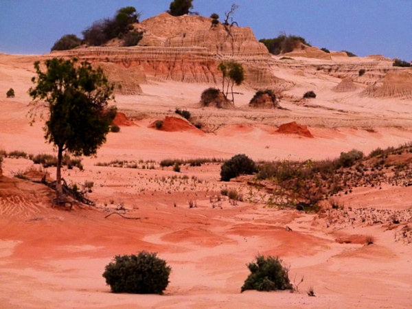 P1020494_mungo.jpg
