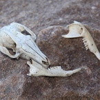 _800JabiruRock_5840_m