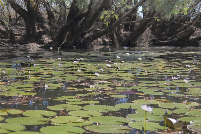 CoopersCreek_5881_m_800