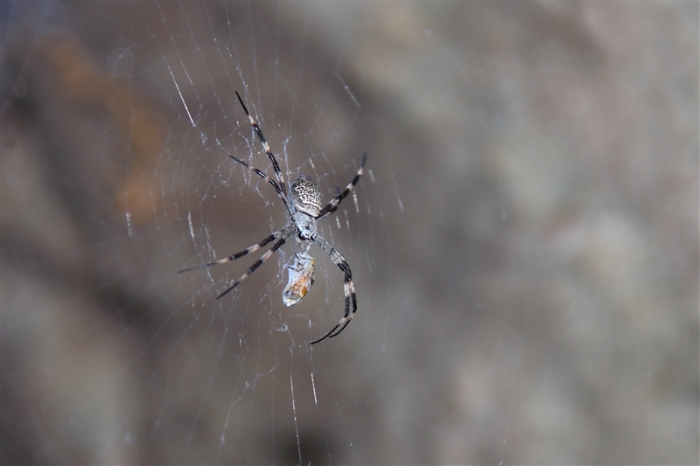 LeftHandBillabong_5960_m_StAndrewsCrossSpider_800