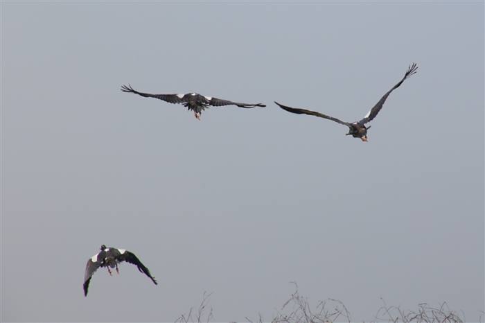 TheChannel_5883_m_MagpieGeese_800