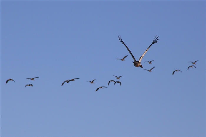 TheChannel_5972_m_3_MagpieGoose-WhistlingDucks_800