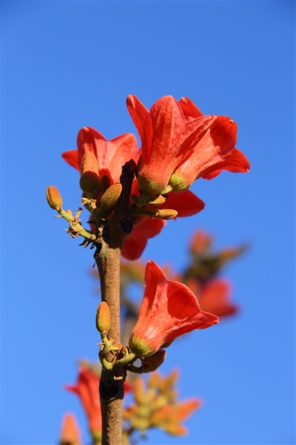 MajorArt_Bush_6000_m_800