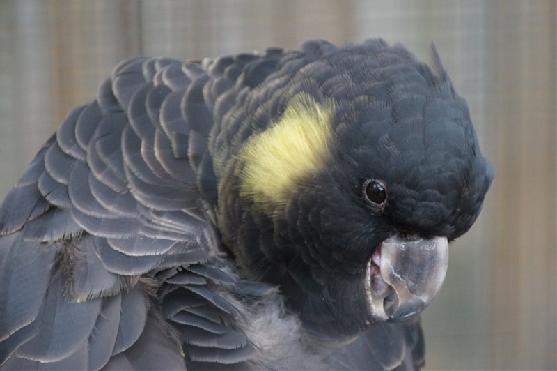 BlackCockatoo_DSC08280_800px