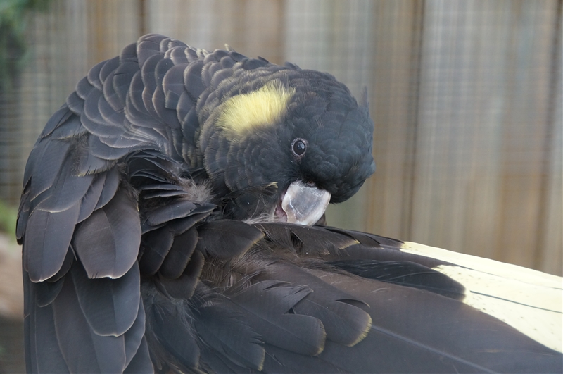 BlackCockatoo_DSC08281_800px