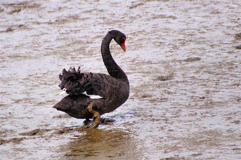 BlackSwan_DSC09951_800px