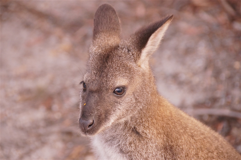 BrooksWallaby__DSC00407_800px