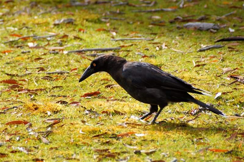 Currawong_DSC09304_800px