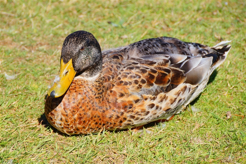 Duck_DSC09632_800px