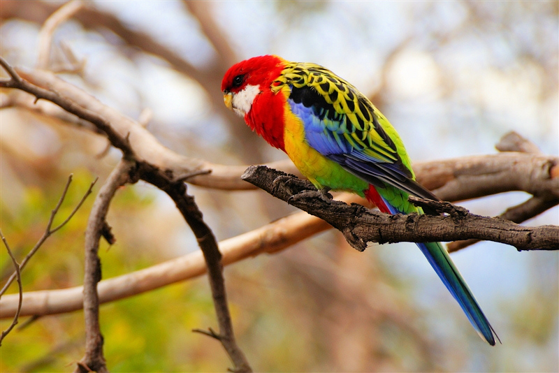 EasternRosella_DSC08284_800px