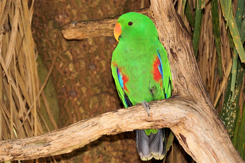 EclectusParrot_DSC00285_800px