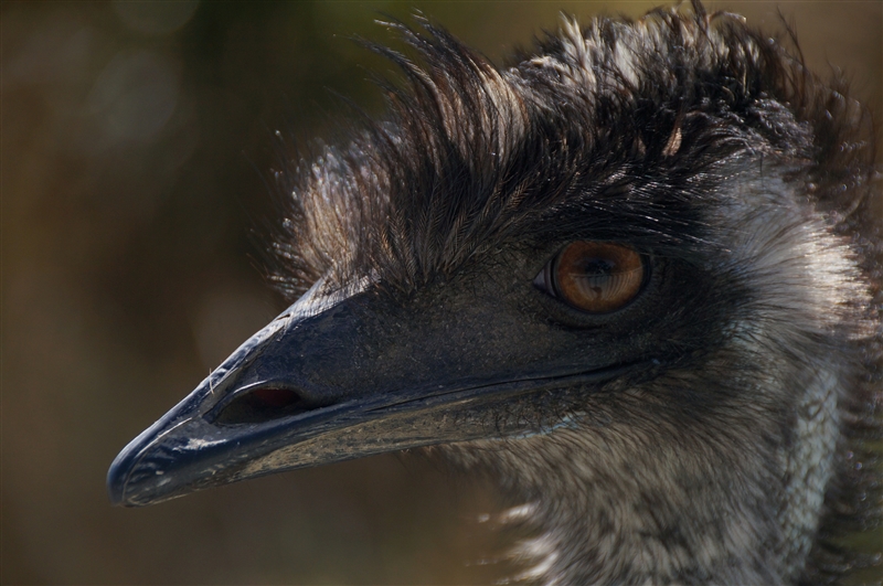Emu_DSC00272_800px
