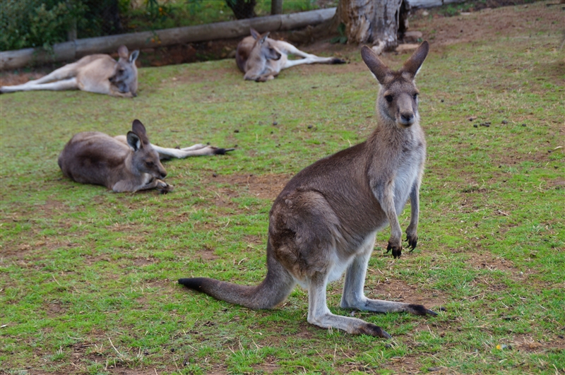 ForestKangaroo_DSC08302_800px