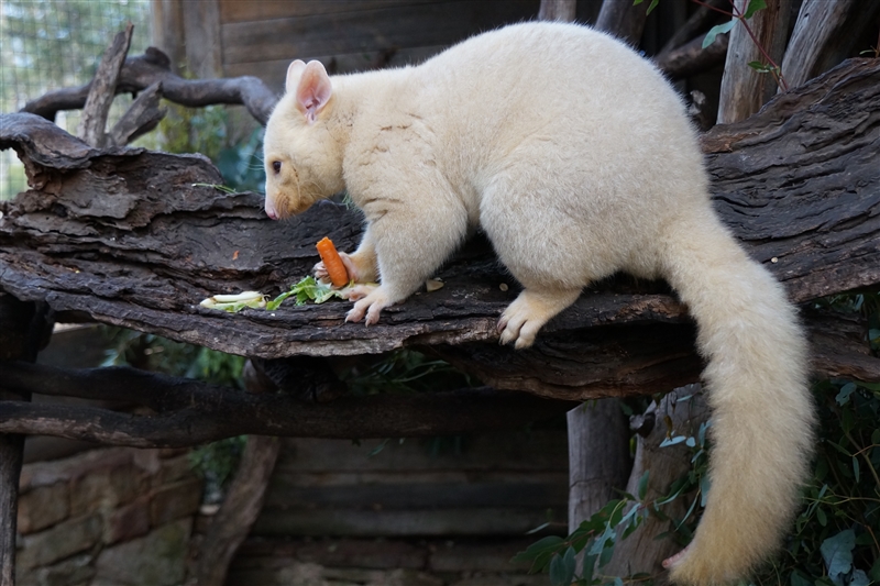 GoldPossum_DSC08360_800px