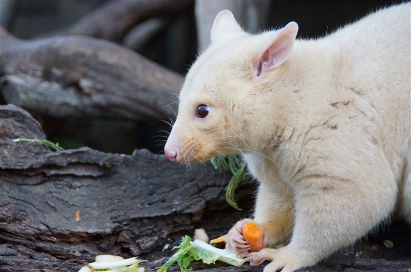 GoldPossum_DSC08363_800px
