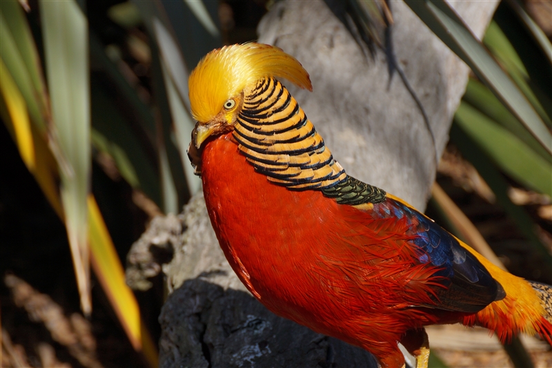GoldenPheasant_DSC00273_800px