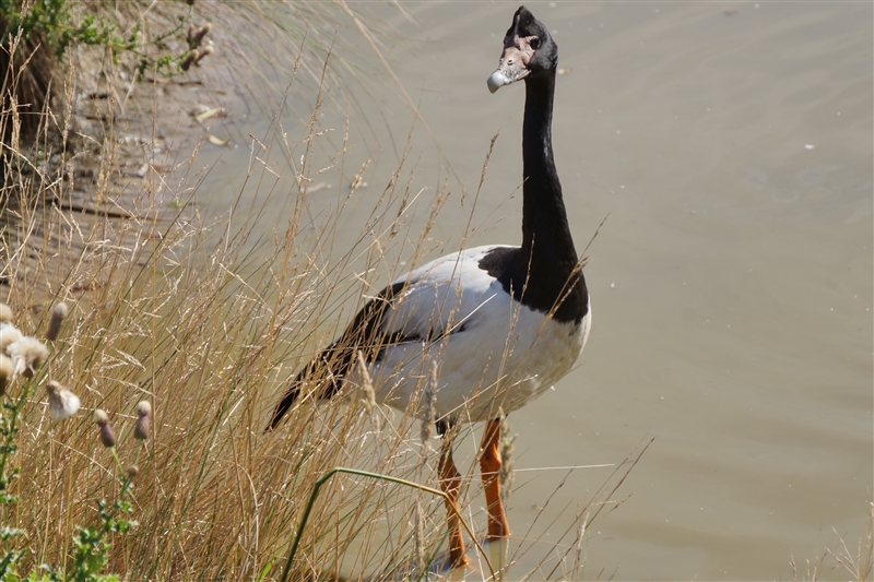 Goose_DSC00264_800px