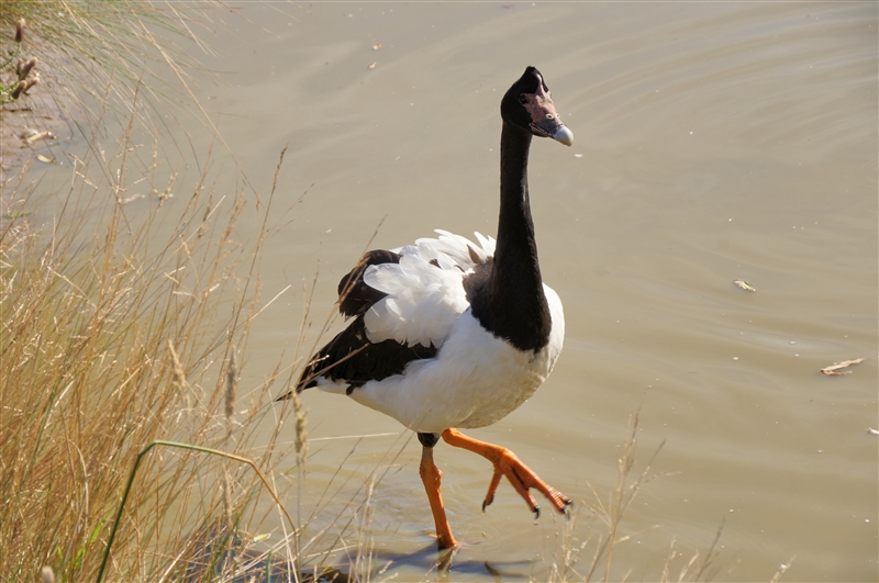 Goose_DSC00266_800px