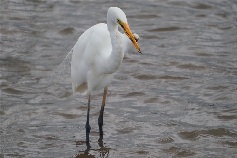 GrearEgret_DSC09959_800px