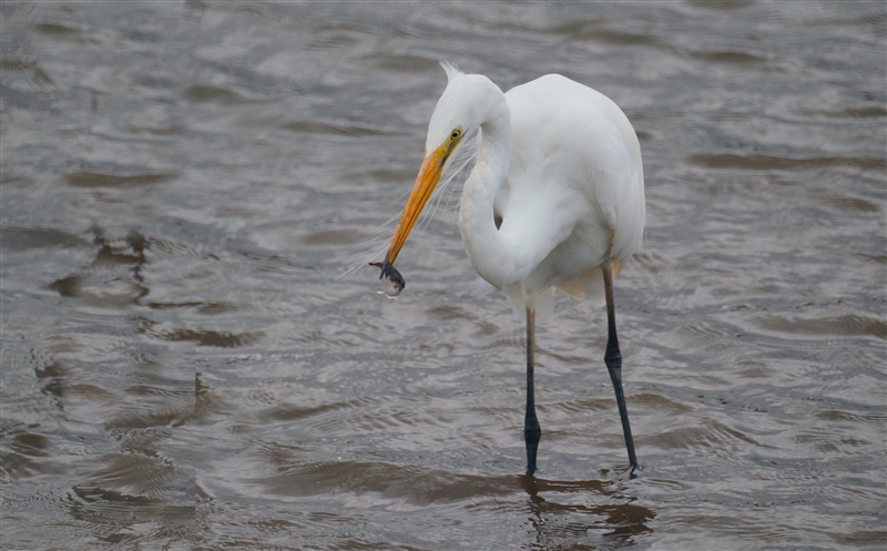 GrearEgret_DSC09963_800px