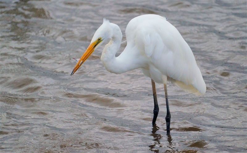 GrearEgret_DSC09965_800px