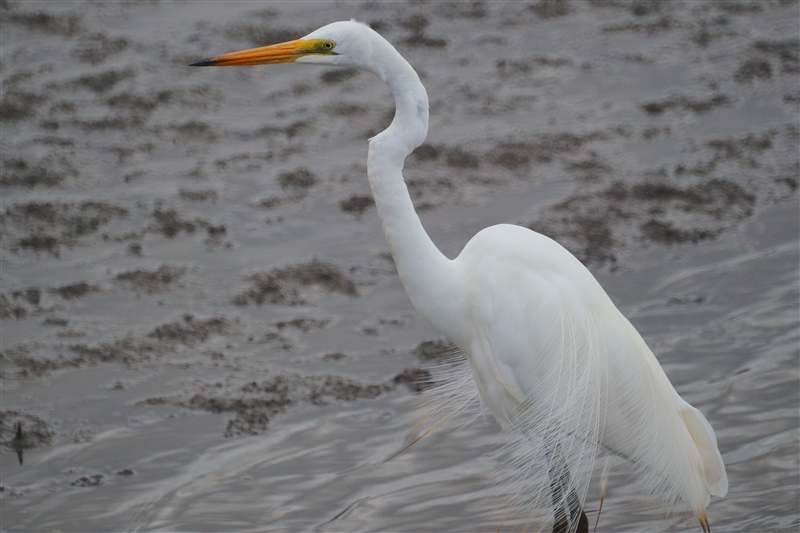 GrearEgret_DSC09966_800px