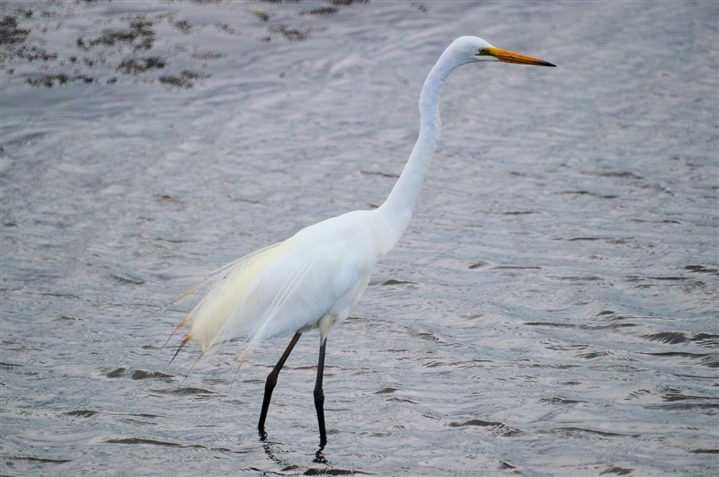 GrearEgret_DSC09977_800px