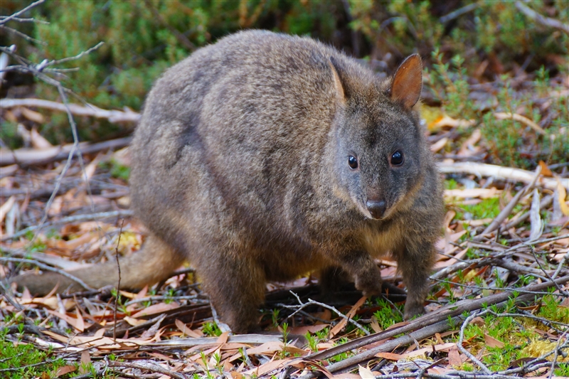 Pademelon_DSC09319_800px