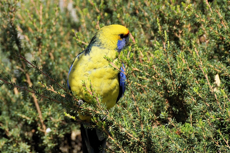 Parrot_DSC00292_800px