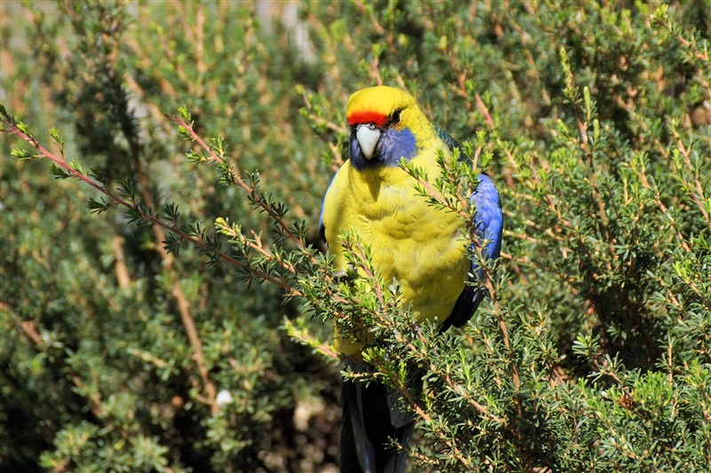 Parrot_DSC00293_800px