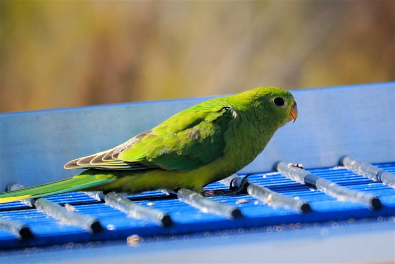 Parrot_DSC08703_800px