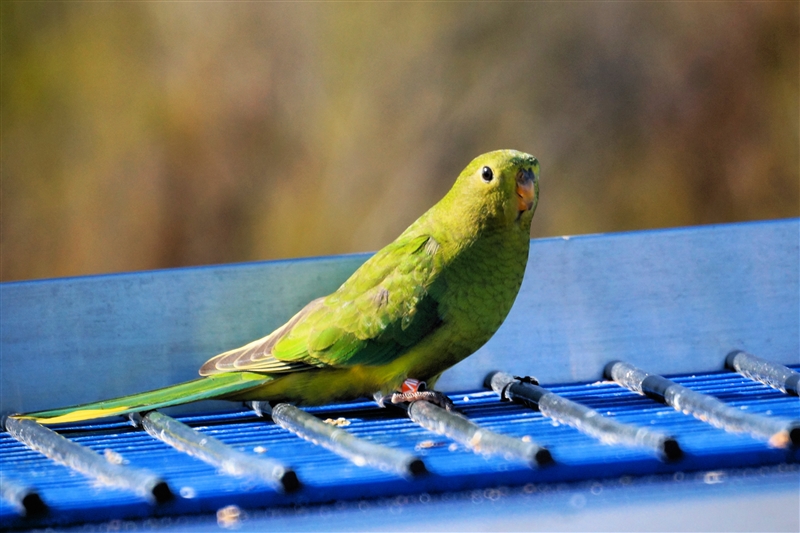 Parrot_DSC08704_800px