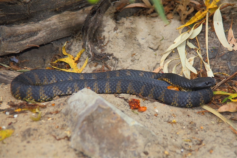 Tasmania_Bonorong_0771_m_4_800px
