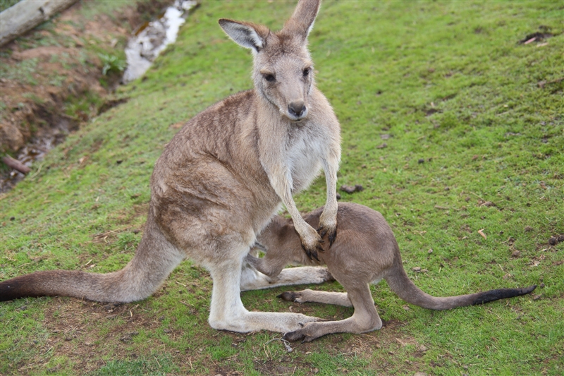 Tasmania_Bonorong_0789_800px