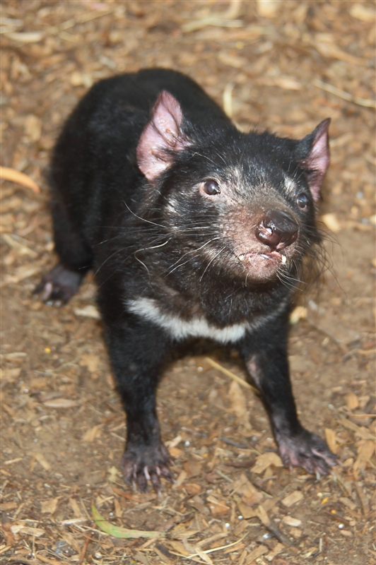 Tasmania_Bonorong_0798_m_3_800px