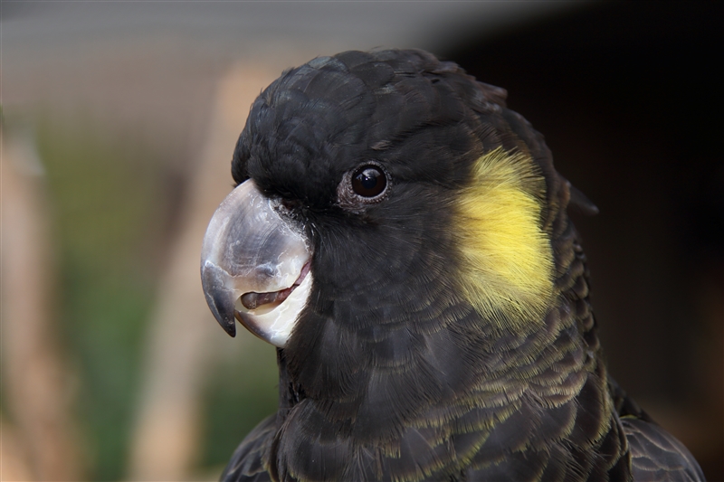 Tasmania_Bonorong_0802_m_4_800px