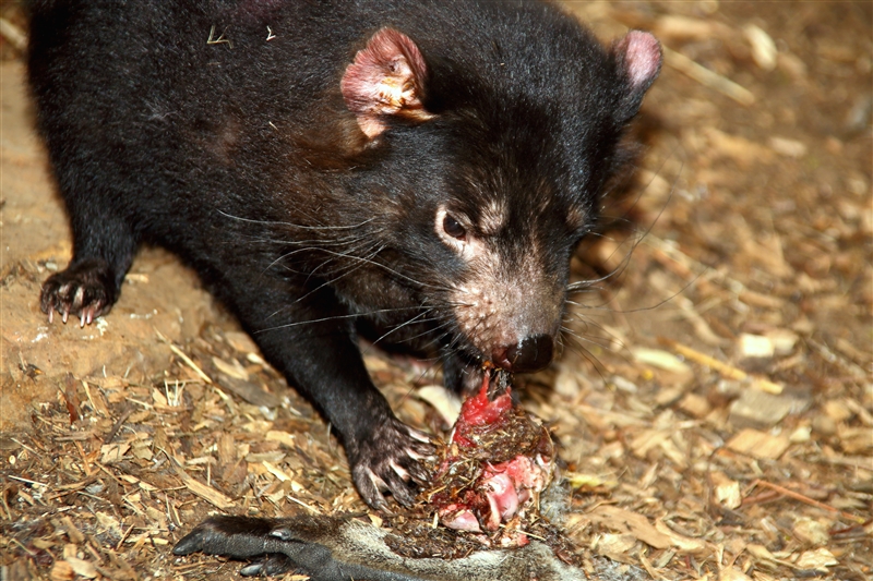 Tasmania_Bonorong_0822_m_800px