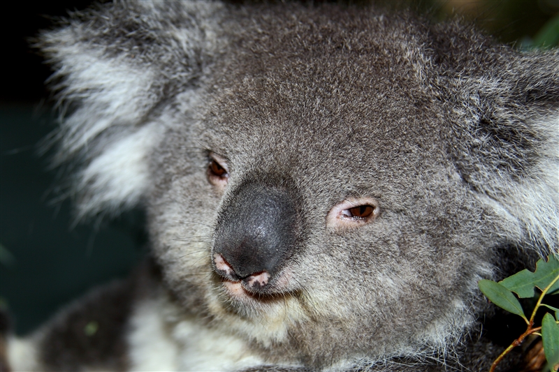 Tasmania_Bonorong_0841_m_4_800px
