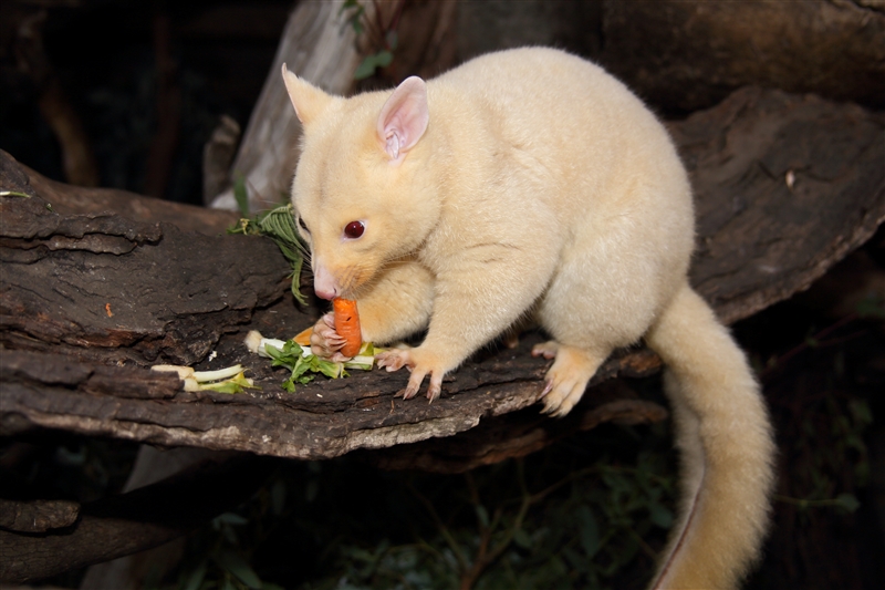 Tasmania_Bonorong_0850_m_800px