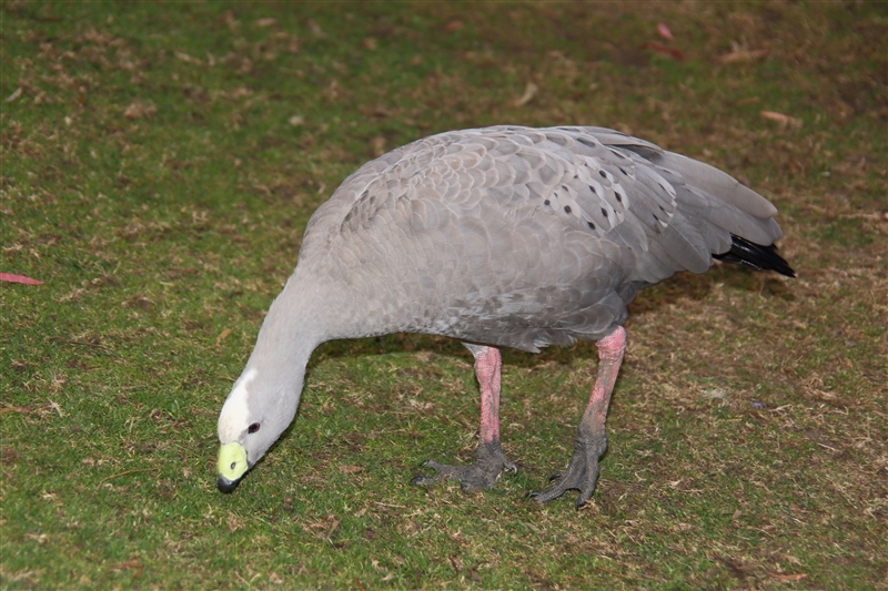 Tasmania_Bonorong_0858_800px