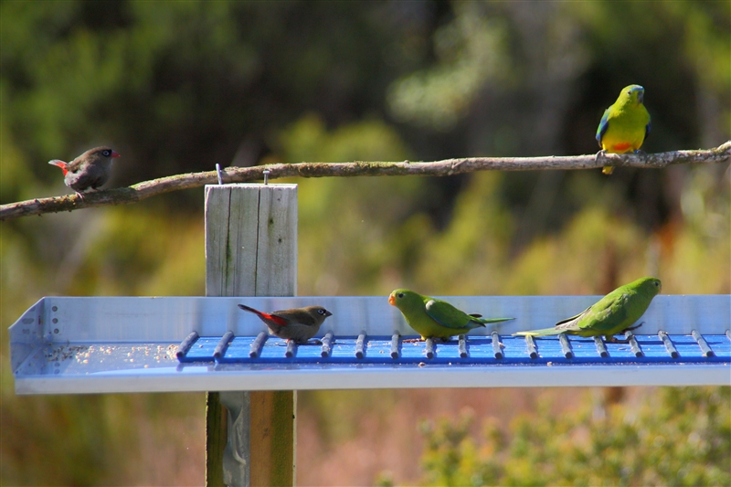 Tasmania_MelaleucaTrip_1091_800px