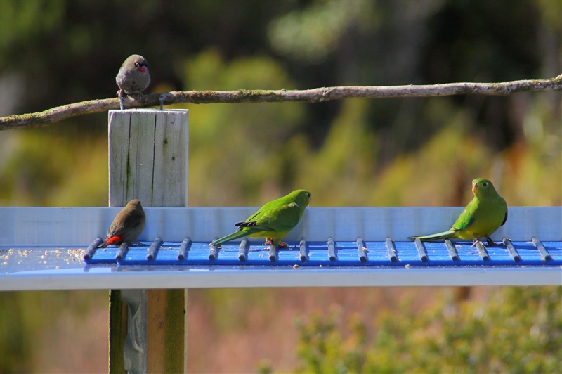 Tasmania_MelaleucaTrip_1093_800px
