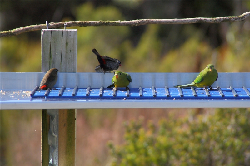 Tasmania_MelaleucaTrip_1094_800px