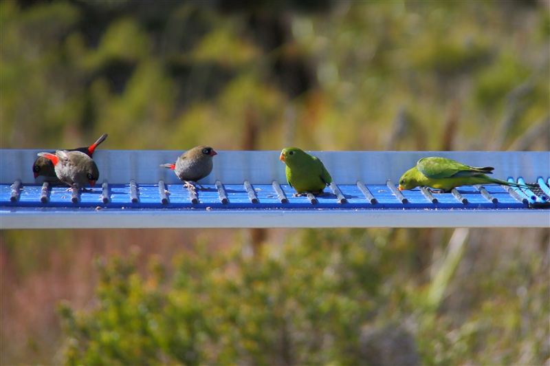 Tasmania_MelaleucaTrip_1097_800px