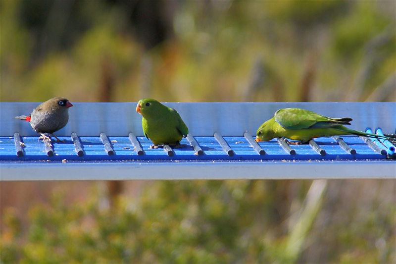 Tasmania_MelaleucaTrip_1097_m_2_800px