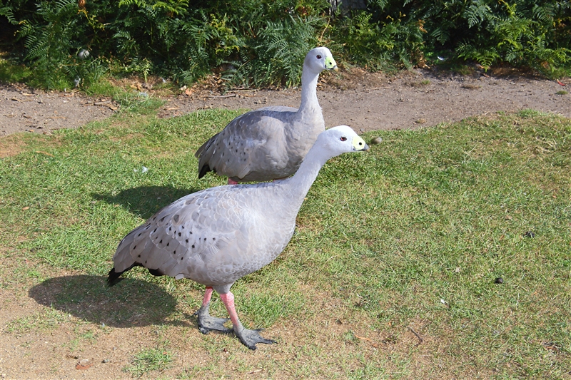 Tasmania_NatureWorldWildlifePk_2055_m_800px